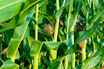 Green farm field with corn plants, corn plantations in Netherlands