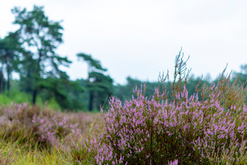 Blossom of heather plant in Kempen forest, rain in Brabant, Netherland