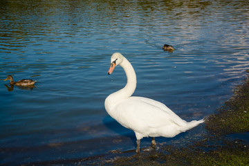 White swan at the pond with ducks