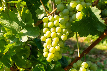 Vineyard with growing white wine grapes, riesling or chardonnay grapevines in summertime - obrazy, fototapety, plakaty