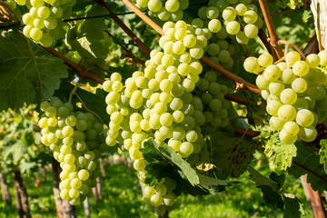Vineyard with growing white wine grapes, riesling or chardonnay grapevines in summertime - obrazy, fototapety, plakaty