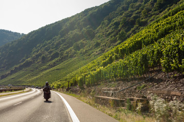 Driving car on famous green terraced vineyards in Mosel river valley, Germany, production of...