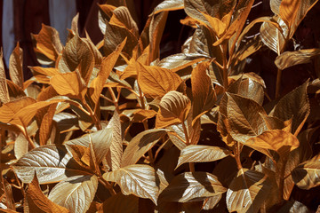Plants ocher color in the fall illuminated by sunlight.