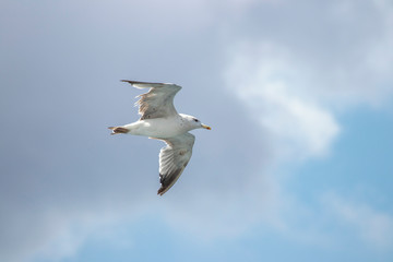 Seagull flying in the air