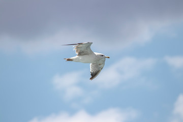 Fototapeta na wymiar Seagull flying in the air