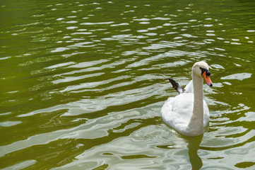 Beautiful white swan in the lake. Left copyspace.