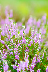 Blossom of heather plant in Kempen forest, Brabant, Netherland