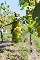 Vineyard with growing white wine grapes, riesling or chardonnay grapevines in summertime