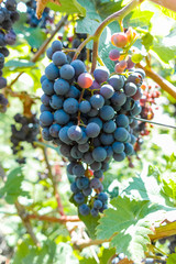 Vineyard with growing red wine grapes, black or purple grapevines