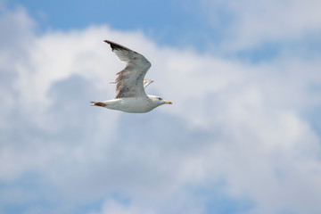 Seagull flying in the air