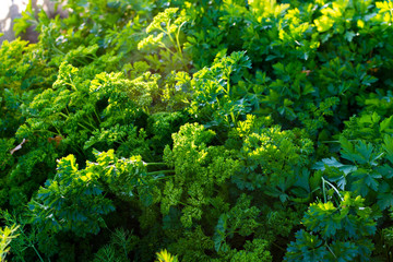 Parsley (Petroselinum hortense)