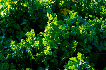 Parsley (Petroselinum hortense)