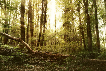 daylight gliding through the trees, forest landscape