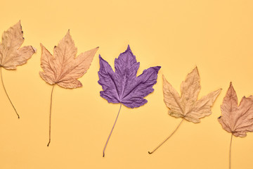 Autumn fall Background. Maple Leaf set on orange Color. Fashion purple mood. Creative minimal Flat lay. Design Art concept, Fun sweet style. Pastel autumnal color, surrealism concept