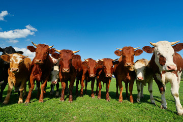 eine horde kühe auf der weide