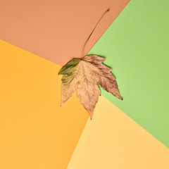 Fall fashion autumn mood, minimal Flat lay. Maple Leaf, Trendy art pastel Background, fashionable Style. Autumnal orange green design color, creative pop art shopping concept