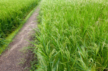 Green plants waiting to be harvested