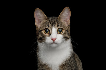 Portrait of Cute Mix-breed Kitten with white breast Gazing on isolated background