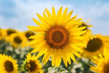 Fototapeta premium yellow flower of sunflower with bee on field