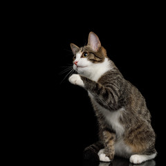 Fototapeta premium Playful Mix-breed Kitten Sitting with Curious face raised paw on isolated background