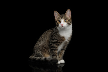 Obraz premium Curious Mix-breed Kitten Sitting on isolated background