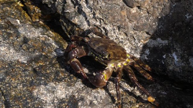 Close up footage of fresh rock sea crab on rock by the sea at Galapagos walking with leg.