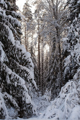 Winter forest, branches of trees, firs and bushes covered with snow, the sky is clear