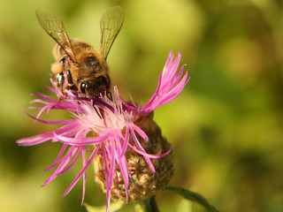 A bee collects nectar from a purple wildflower. Macro of an insect on a plant with a blurred background. Harvesting. Pollination of plant flowers. Flora and fauna of the temperate region. Natural
