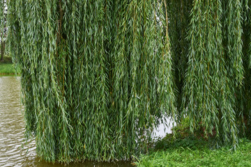 Falling willow branches(Salix babylonica).