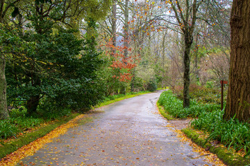 Garden in Furnas area, São Miguel Island, Azores