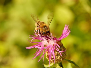 A bee collects nectar from a purple wildflower. Macro of an insect on a plant with a blurred background. Harvesting. Pollination of plant flowers. Flora and fauna of the temperate region. Natural