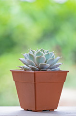 Echeveria Succulent Flowering in Brown Pot on Wood Table Top Background