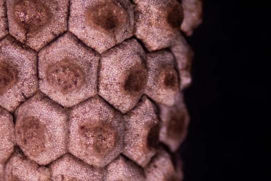 Equisetum (horsetail, snake grass, puzzlegrass) is the only living genus in Equisetaceae for education in laboratory.