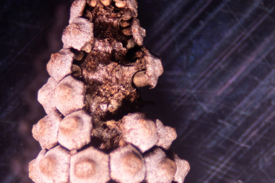 Equisetum (horsetail, snake grass, puzzlegrass) is the only living genus in Equisetaceae for education in laboratory.
