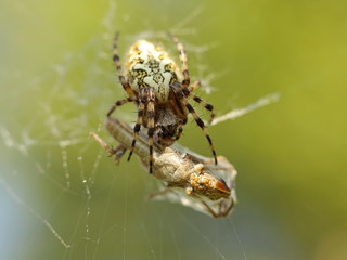A spider eats its prey entangled in a web. Grasshopper entangled in the networks of a predatory insect. Hunt for food. Poisonous inhabitants of the fauna in macro photography. The struggle for life