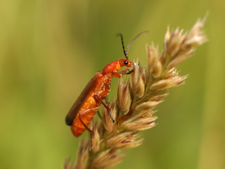 The insect sits on a wheat spikelet. Macro with blurry background. Pest control crop. Pollination of plants with flowers. Flora and fauna of the temperate region. Natural History and the School