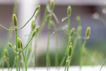 Equisetum (horsetail, snake grass, puzzlegrass) is the only living genus in Equisetaceae for education in laboratory.