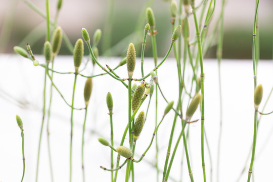 Equisetum (horsetail, snake grass, puzzlegrass) is the only living genus in Equisetaceae for education in laboratory.