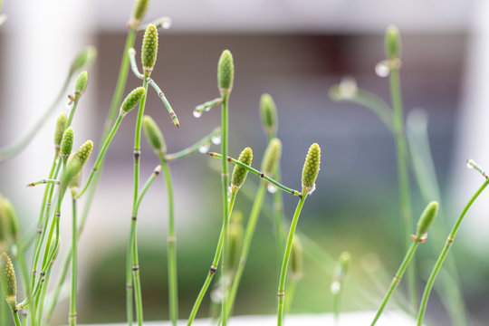 Equisetum (horsetail, snake grass, puzzlegrass) is the only living genus in Equisetaceae for education in laboratory.