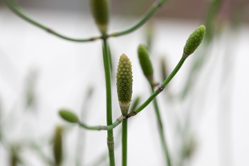 Equisetum (horsetail, snake grass, puzzlegrass) is the only living genus in Equisetaceae for education in laboratory.