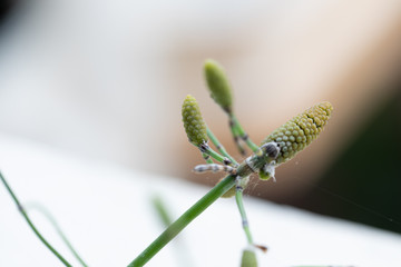 Equisetum (horsetail, snake grass, puzzlegrass) is the only living genus in Equisetaceae for education in laboratory.