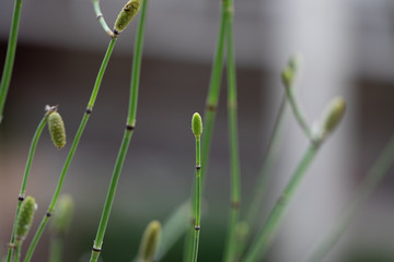 Equisetum (horsetail, snake grass, puzzlegrass) is the only living genus in Equisetaceae for education in laboratory.