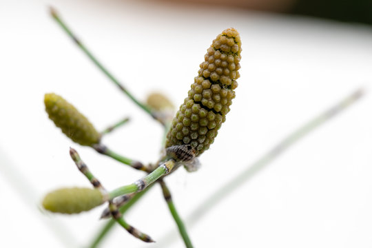 Equisetum (horsetail, snake grass, puzzlegrass) is the only living genus in Equisetaceae for education in laboratory.