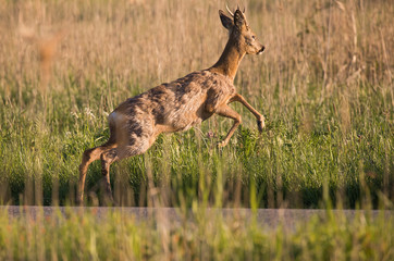 Animals out on the road early in the morning
