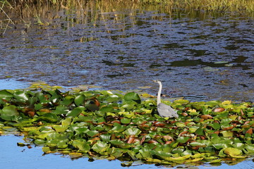 Grey heron Ardea cinerea on the lotus island of the forest lake with calm reflecting water in the green lotus leaves.