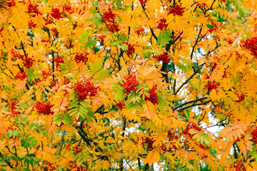 Beautiful colorful autumn foliage in the whole frame.Horizontally.