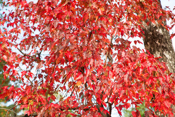 Beautiful colorful autumn foliage in the whole frame.Horizontally.