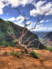 Dead Tree overlooks the Waimea Valley. Taken from the halfway point on the canyon trail through the valley on the Island of Kauai