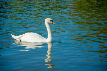 White swan floating in the water
