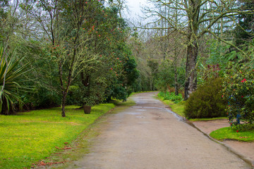 Garden in Furnas area, São Miguel Island, Azores